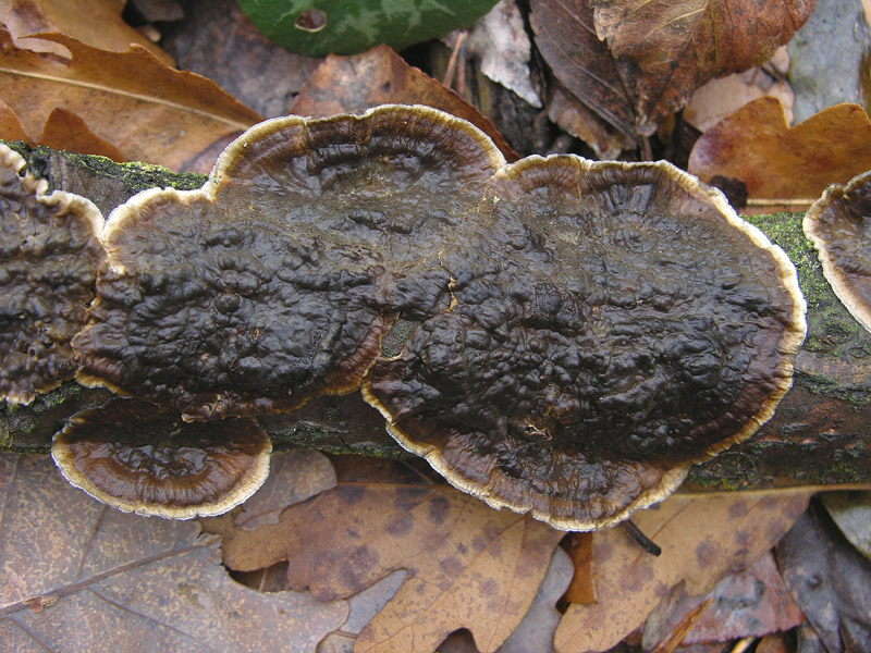 In bosco di Quercus cerris(4). (Lopharia spadicea)